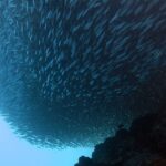 Visto desde abajo, un banco de sardinas apretado en una masa compacta sobre el arrecife oscuro, con un pez sargento rayado a su derecha y el azul claro de mar abierto abajo a la izquierda.
