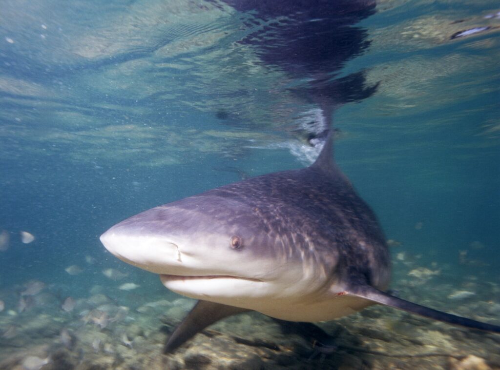 Un tiburón toro de tres cuartos se acerca al objetivo en agua muy poco profunda, con el hocico ancho y redondeado y la aleta dorsal rozando la superficie, donde se refleja, sobre un fondo de arena y restos.