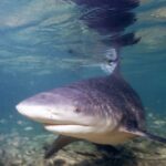 Un tiburón toro de tres cuartos se acerca al objetivo en agua muy poco profunda, con el hocico ancho y redondeado y la aleta dorsal rozando la superficie, donde se refleja, sobre un fondo de arena y restos.