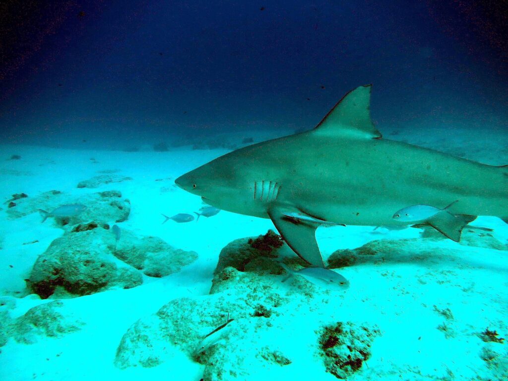 Un tiburón toro de perfil se desliza hacia la izquierda a ras de un fondo de arena blanca salpicado de rocas, con una rémora bajo la aleta pectoral y algunos peces plateados a su alrededor, en un agua azul oscuro.