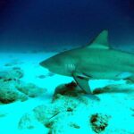 Un tiburón toro de perfil se desliza hacia la izquierda a ras de un fondo de arena blanca salpicado de rocas, con una rémora bajo la aleta pectoral y algunos peces plateados a su alrededor, en un agua azul oscuro.