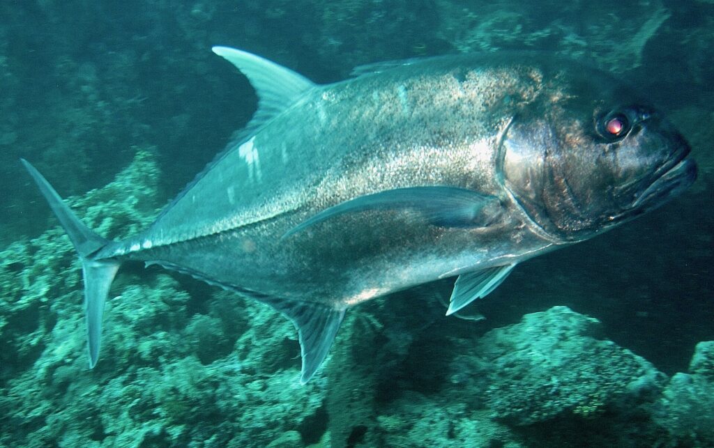 Un jurel gigante plateado visto de lado, sobre un fondo rocoso verdoso, fotografiado en Bali