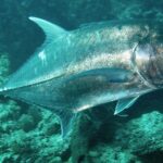 Un jurel gigante plateado visto de lado, sobre un fondo rocoso verdoso, fotografiado en Bali