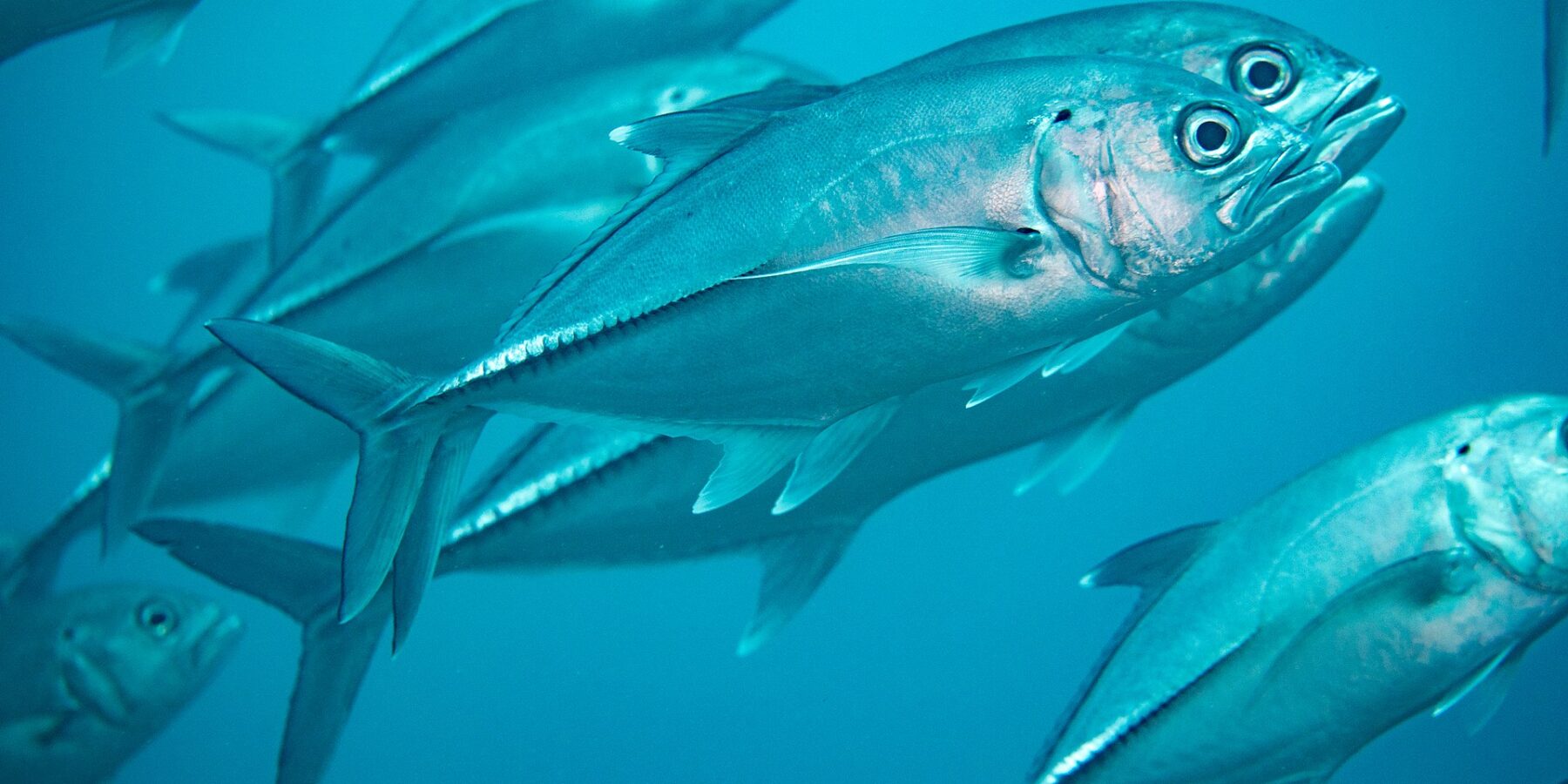 Un banco de jureles ojones plateados en el azul, visto de cerca: en el centro, un jurel de perfil muestra su ojo muy grande, la pequeña mancha negra en la parte alta del opérculo y la fila de escamas gruesas de la parte trasera del flanco
