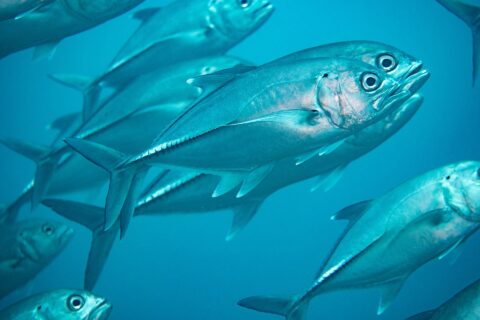 Un banco de jureles ojones plateados en el azul, visto de cerca: en el centro, un jurel de perfil muestra su ojo muy grande, la pequeña mancha negra en la parte alta del opérculo y la fila de escamas gruesas de la parte trasera del flanco