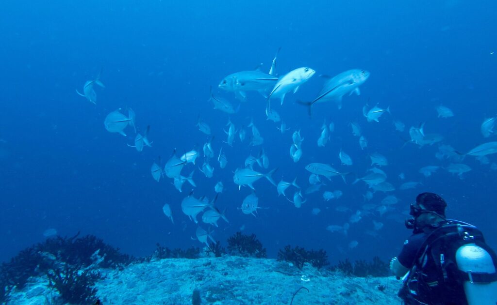 Un gran banco de jureles ojones plateados gira por encima de la cima de un arrecife, en el azul, ante la mirada de un buceador en primer plano a la derecha