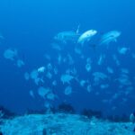 Un gran banco de jureles ojones plateados gira por encima de la cima de un arrecife, en el azul, ante la mirada de un buceador en primer plano a la derecha
