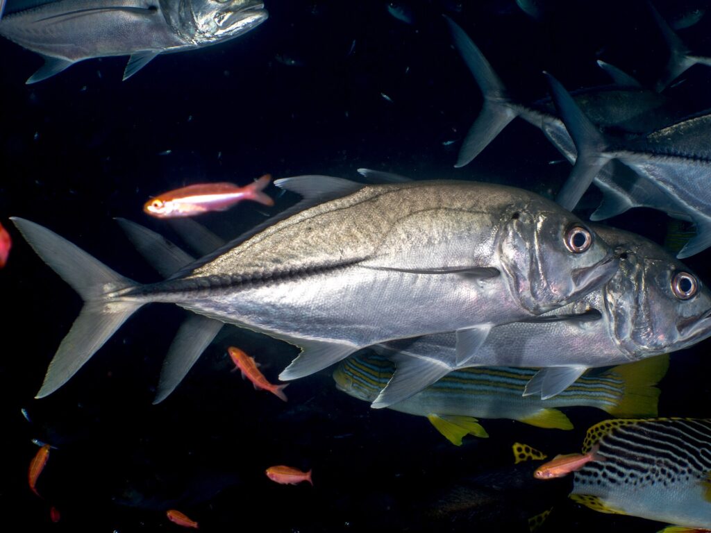Dos jureles ojones plateados de perfil, con la cabeza a la derecha, sobre un fondo oscuro: un ojo muy grande, la línea de escamas oscuras y gruesas de la parte trasera del flanco y, más abajo, labios dulces rayados y anthias rojos