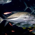 Dos jureles ojones plateados de perfil, con la cabeza a la derecha, sobre un fondo oscuro: un ojo muy grande, la línea de escamas oscuras y gruesas de la parte trasera del flanco y, más abajo, labios dulces rayados y anthias rojos
