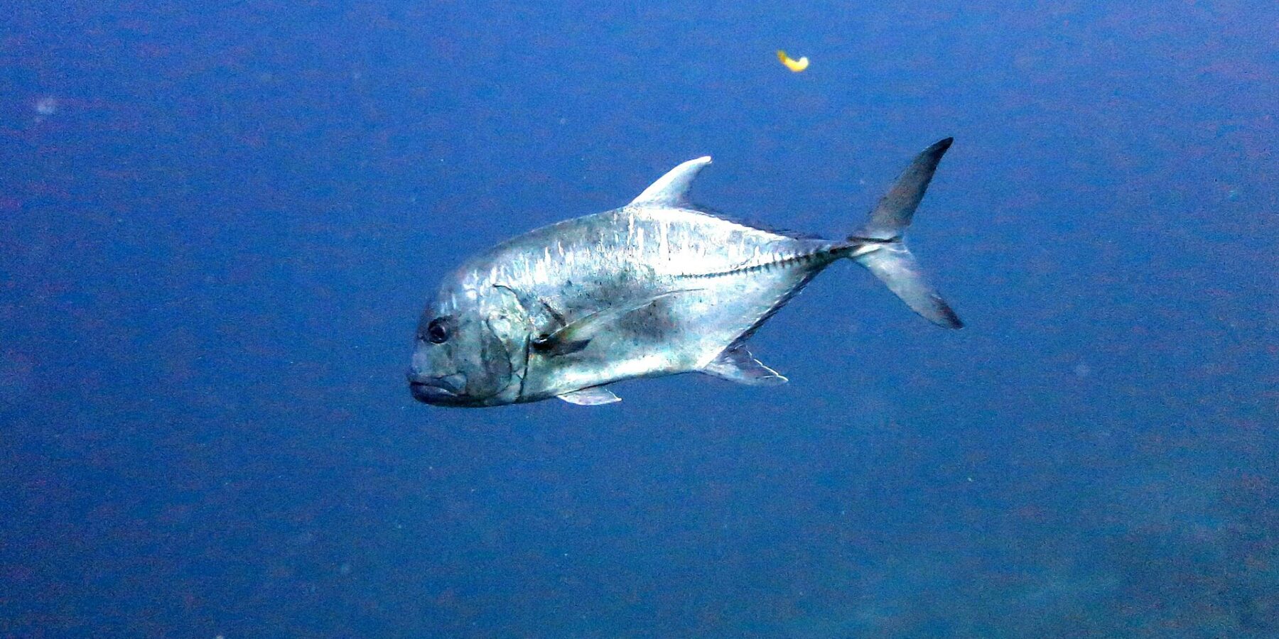 Un jurel gigante de perfil en el azul, con la cabeza a la izquierda: una frente abrupta y abombada, un cuerpo plateado salpicado de puntos oscuros y la fila de escamas gruesas que recorre la parte trasera del flanco hasta la cola ahorquillada