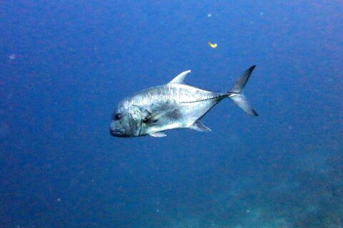 Un jurel gigante de perfil en el azul, con la cabeza a la izquierda: una frente abrupta y abombada, un cuerpo plateado salpicado de puntos oscuros y la fila de escamas gruesas que recorre la parte trasera del flanco hasta la cola ahorquillada