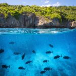 Vista mitad aire mitad agua de una costa de acantilados cubiertos de bosque, con bajo la superficie un grupo de una veintena de grandes jureles gigantes oscuros que nadan en un agua azul y clara