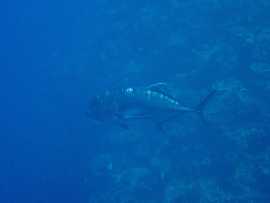 Un jurel gigante gris oscuro de perfil, con la cabeza a la izquierda, recorre una pared de coral en un agua azul, con la frente abrupta y la línea de escamas gruesas de la parte trasera del flanco bien visibles