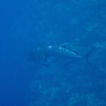 Un jurel gigante gris oscuro de perfil, con la cabeza a la izquierda, recorre una pared de coral en un agua azul, con la frente abrupta y la línea de escamas gruesas de la parte trasera del flanco bien visibles