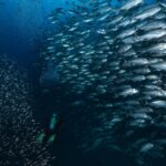 Un muro de jureles ojones plateados sube hacia la superficie sobre un buceador de aletas verdes, en el azul de Richelieu Rock
