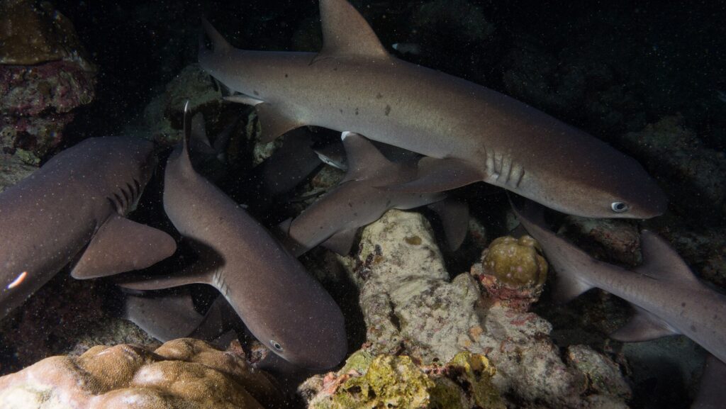 De noche, varios tiburones de puntas blancas de arrecife se cuelan entre bloques de coral y roca, el más grande arriba de la imagen nadando hacia la derecha, con el ojo reflejando el destello del flash sobre un fondo negro.