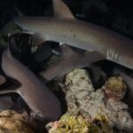 De noche, varios tiburones de puntas blancas de arrecife se cuelan entre bloques de coral y roca, el más grande arriba de la imagen nadando hacia la derecha, con el ojo reflejando el destello del flash sobre un fondo negro.