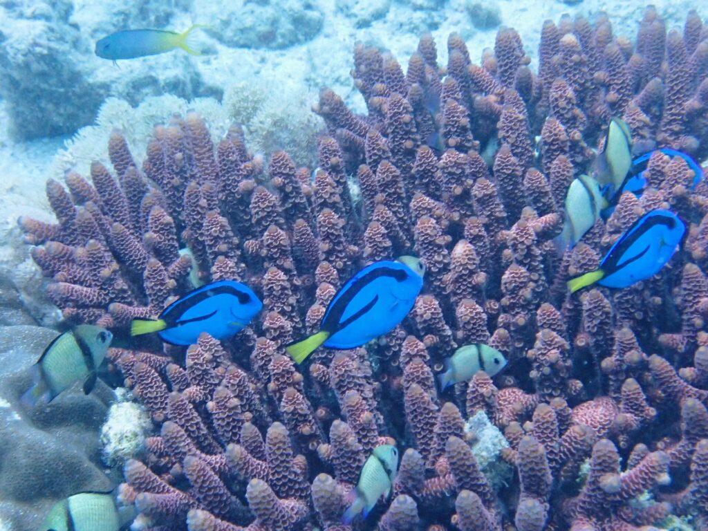 Cuatro cirujanos paleta de un azul intenso, marcados de negro y con la cola amarilla, nadan entre los dedos malvas de un coral ramificado, entre damiselas grises con bandas negras, ante un fondo de arena pálida