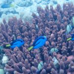 Cuatro cirujanos paleta de un azul intenso, marcados de negro y con la cola amarilla, nadan entre los dedos malvas de un coral ramificado, entre damiselas grises con bandas negras, ante un fondo de arena pálida