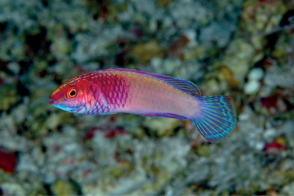 Un pequeño lábrido rosa y violeta con aletas azul turquesa, de perfil ante un fondo de coral desenfocado