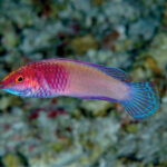 Un pequeño lábrido rosa y violeta con aletas azul turquesa, de perfil ante un fondo de coral desenfocado