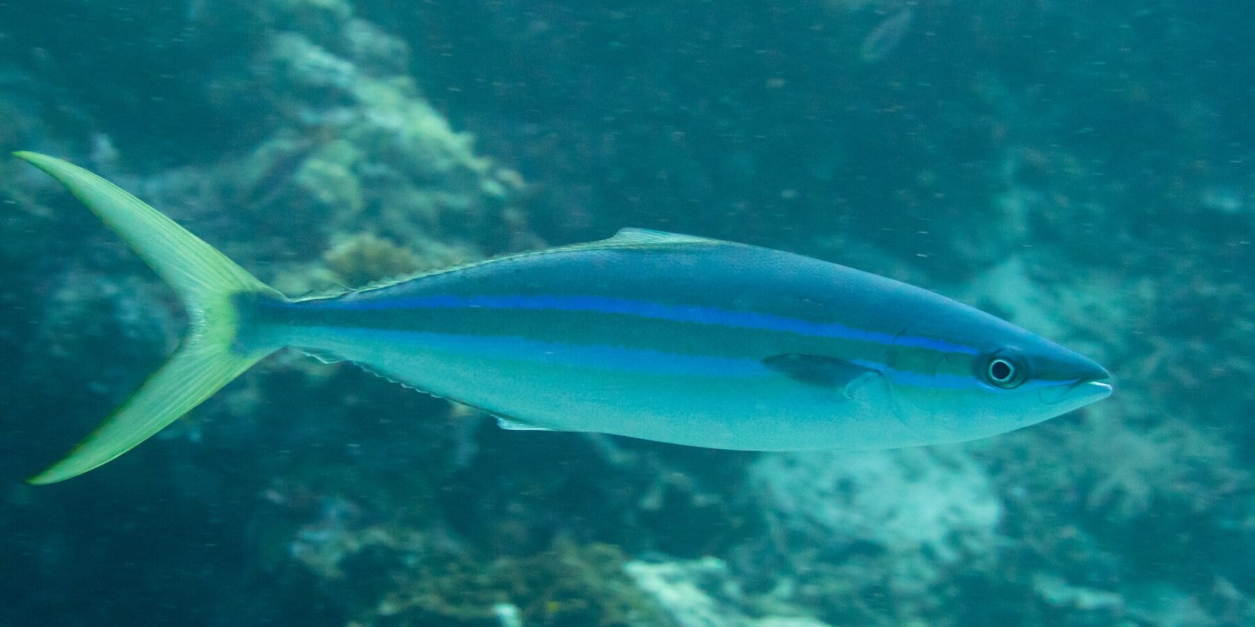Una macarela salmón nada de perfil por encima de un arrecife: cuerpo alargado y fusiforme, lomo azul oscuro, dos líneas azul intenso separadas por una banda oliva en el flanco, vientre blanco y cola amarillo verdosa muy ahorquillada