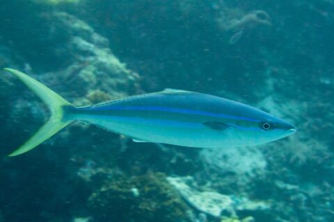 Una macarela salmón nada de perfil por encima de un arrecife: cuerpo alargado y fusiforme, lomo azul oscuro, dos líneas azul intenso separadas por una banda oliva en el flanco, vientre blanco y cola amarillo verdosa muy ahorquillada