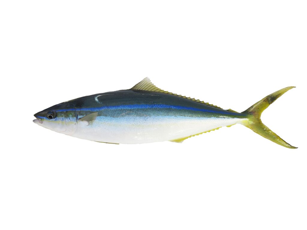 Una macarela salmón entera sobre fondo blanco, vista de perfil: lomo azul verdoso oscuro, línea azul intenso en el flanco, vientre blanco, dorsal y anal largas y bajas, cola amarillo verdosa ahorquillada