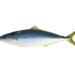 Una macarela salmón entera sobre fondo blanco, vista de perfil: lomo azul verdoso oscuro, línea azul intenso en el flanco, vientre blanco, dorsal y anal largas y bajas, cola amarillo verdosa ahorquillada