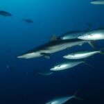 Un grupo de macarelas salmón plateadas con las colas ahorquilladas amarillentas nada en el azul alrededor de un tiburón sedoso