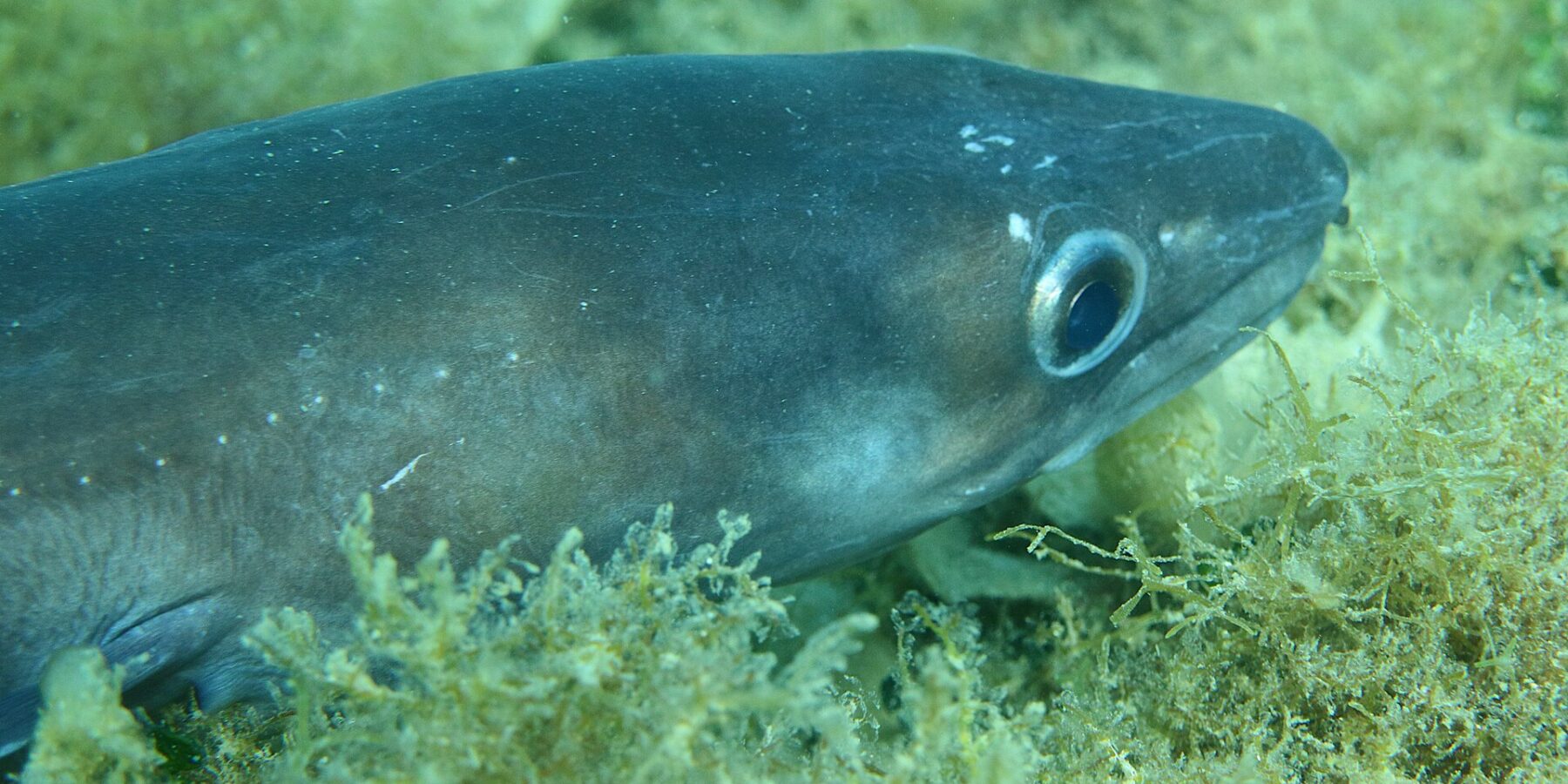 Un congrio tendido sobre un fondo de algas, con la cabeza hacia la derecha: piel lisa gris azulada sin escamas, ojo grande rodeado de plata, cabeza cónica cuya mandíbula superior sobresale de la inferior y algunos puntos blancos a lo largo del flanco.