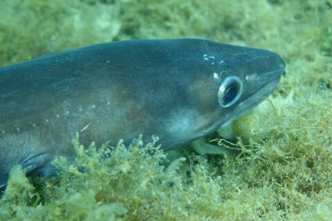 Un congrio tendido sobre un fondo de algas, con la cabeza hacia la derecha: piel lisa gris azulada sin escamas, ojo grande rodeado de plata, cabeza cónica cuya mandíbula superior sobresale de la inferior y algunos puntos blancos a lo largo del flanco.