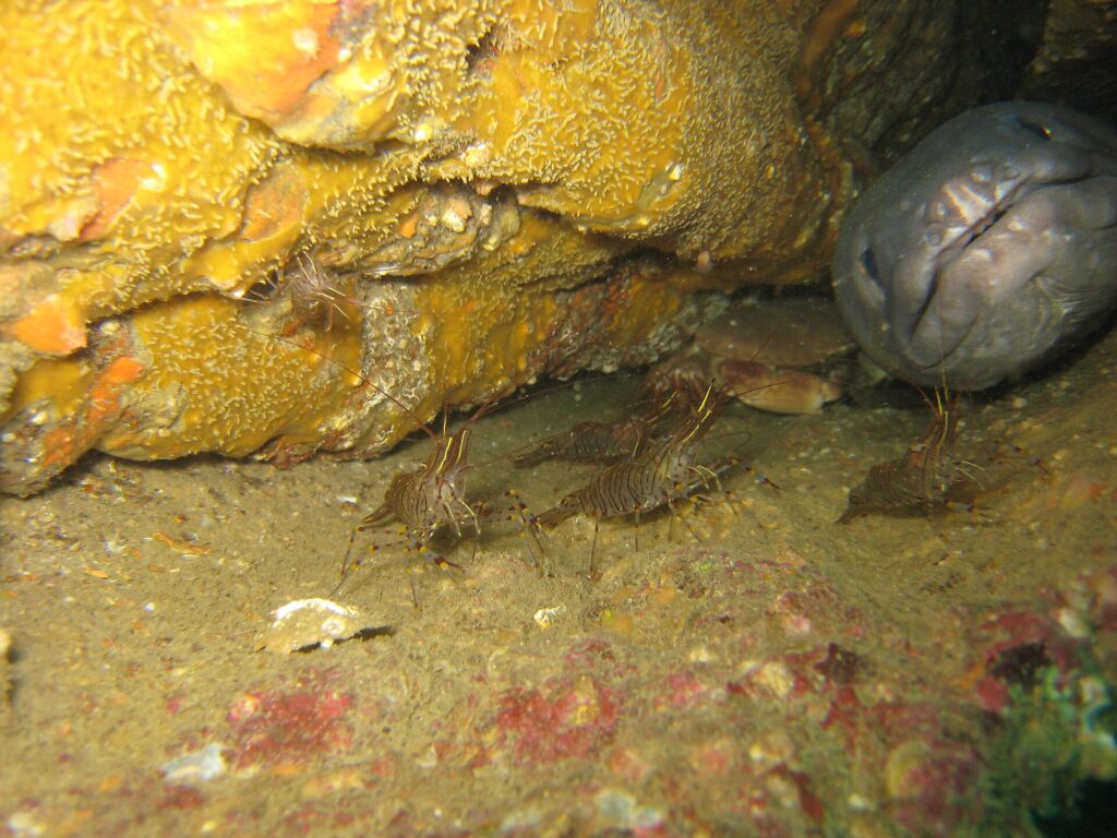 En un pecio, la gran cabeza gris de un congrio, vista de frente, asoma de un agujero a la derecha, con los labios gruesos y la boca cerrada; delante de él, varios camarones rayados de marrón caminan por el sedimento y un cangrejo se queda en la sombra.