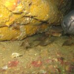 En un pecio, la gran cabeza gris de un congrio, vista de frente, asoma de un agujero a la derecha, con los labios gruesos y la boca cerrada; delante de él, varios camarones rayados de marrón caminan por el sedimento y un cangrejo se queda en la sombra.