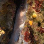 Un congrio erguido en una grieta tapizada de algas rojas y esponjas, con la cabeza hacia arriba: piel lisa gris parda sin escamas, ojo grande rodeado de cobre, labio superior grueso, larga aleta pectoral gris y fila de pequeños puntos blancos a lo largo del flanco.