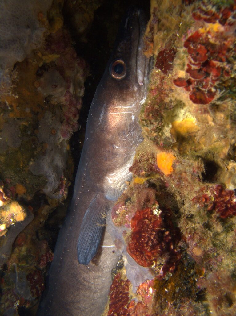 Un congrio erguido en una grieta tapizada de algas rojas y esponjas, con la cabeza hacia arriba: piel lisa gris parda sin escamas, ojo grande rodeado de cobre, labio superior grueso, larga aleta pectoral gris y fila de pequeños puntos blancos a lo largo del flanco.