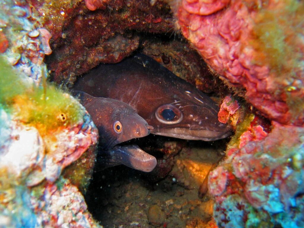 En un agujero de roca tapizado de algas rojas, dos cabezas una junto a otra: a la izquierda una morena marrón oscuro, con la boca abierta y un ojo pequeño rodeado de naranja; a la derecha un congrio marrón, de ojo grande y redondo y largo hocico cónico.
