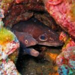 En un agujero de roca tapizado de algas rojas, dos cabezas una junto a otra: a la izquierda una morena marrón oscuro, con la boca abierta y un ojo pequeño rodeado de naranja; a la derecha un congrio marrón, de ojo grande y redondo y largo hocico cónico.