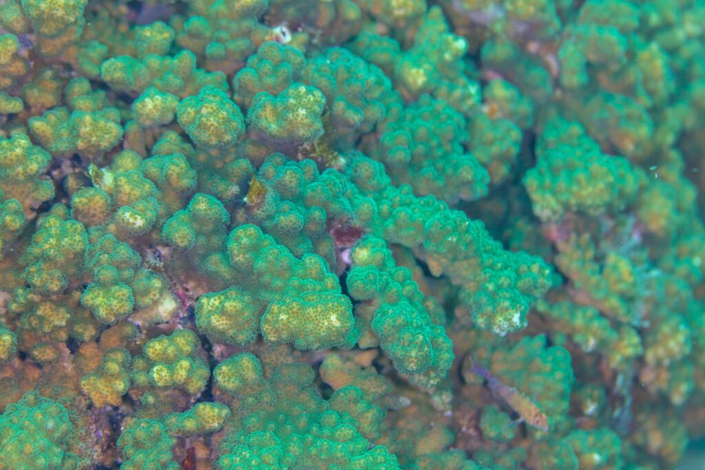 Primer plano de ramas de coral Pocillopora verde y pardo, con los pólipos apretados, en el arrecife de Cabo Pulmo