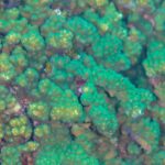 Primer plano de ramas de coral Pocillopora verde y pardo, con los pólipos apretados, en el arrecife de Cabo Pulmo