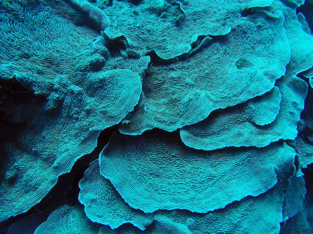Láminas de coral turquesa apiladas como pétalos, en primer plano