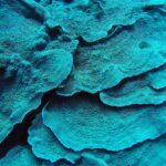 Láminas de coral turquesa apiladas como pétalos, en primer plano