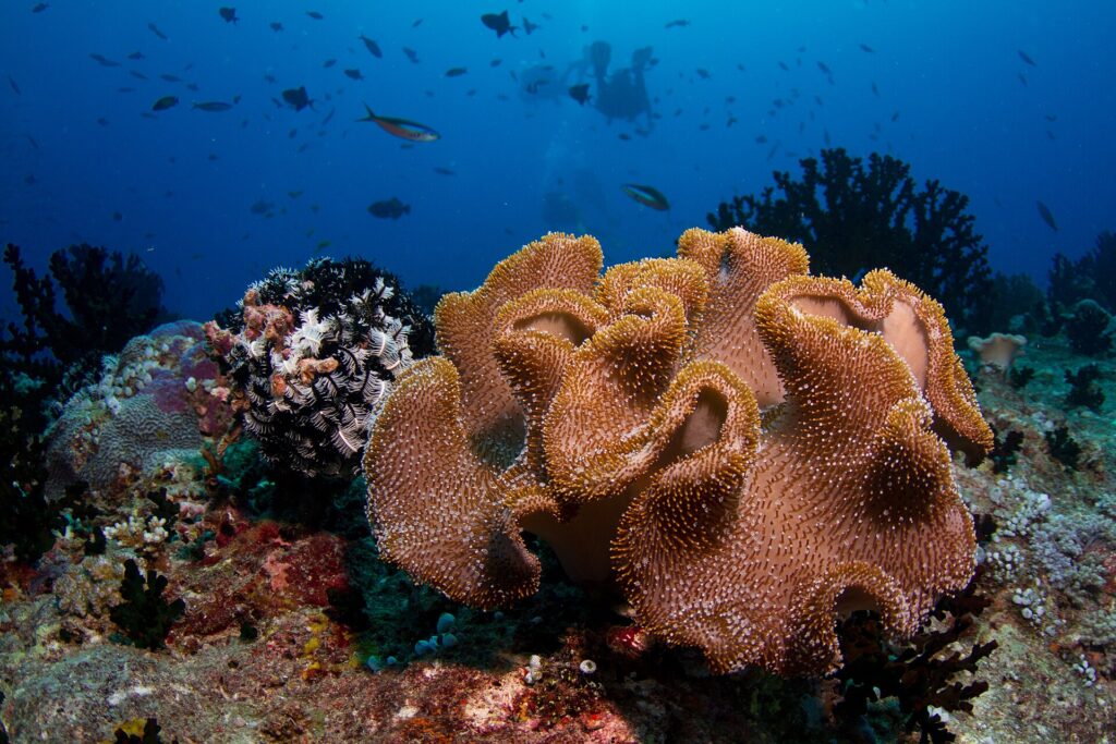 Un gran coral de cuero de lóbulos beis cubiertos de pólipos, junto a un crinoideo blanco y negro, con dos buceadores en silueta en el azul