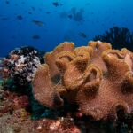 Un gran coral de cuero de lóbulos beis cubiertos de pólipos, junto a un crinoideo blanco y negro, con dos buceadores en silueta en el azul