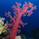 Un coral blando rojo de ramas abiertas se alza sobre el arrecife, en el azul profundo