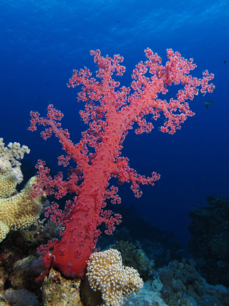 Un coral blando rojo de ramas abiertas se alza sobre el arrecife, en el azul profundo