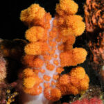 Un coral blando naranja de tronco blanco translúcido, erizado de ramilletes de pólipos e iluminado con flash sobre fondo negro, entre una esponja naranja y un coral blando rosa.