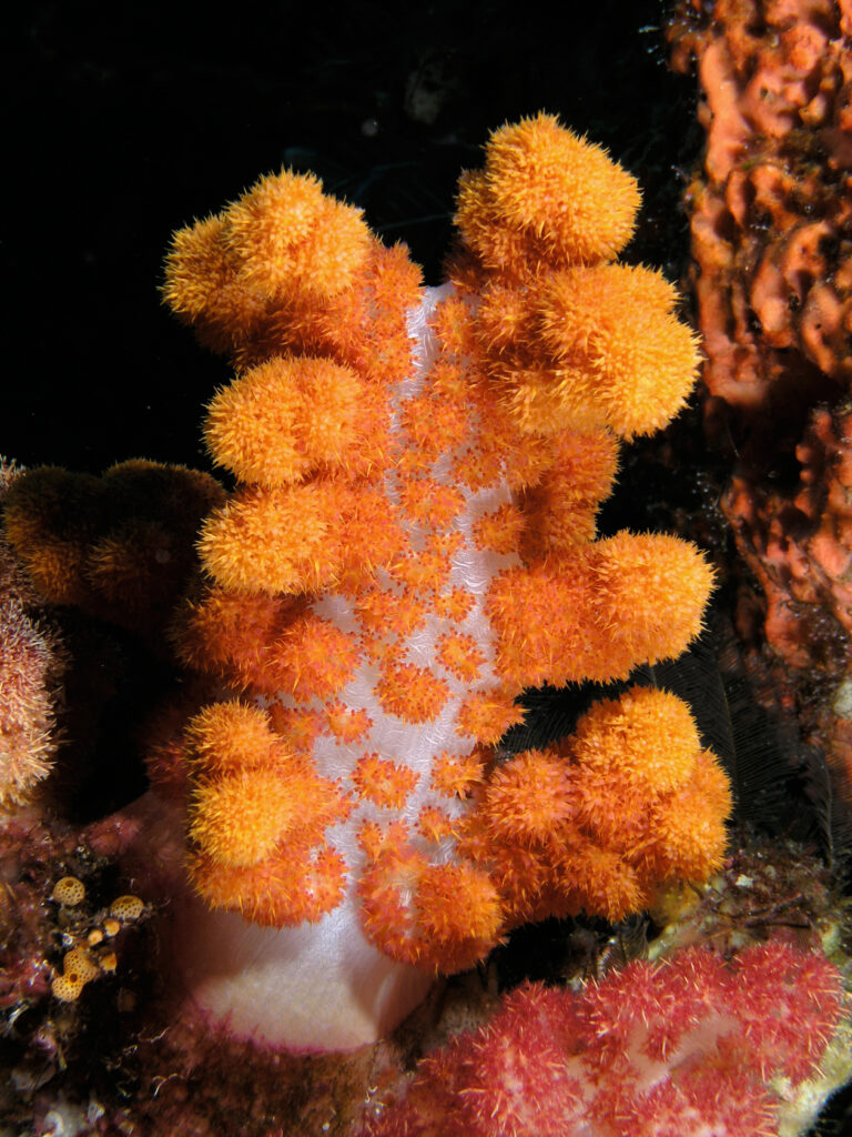 Un coral blando naranja de tronco blanco translúcido, erizado de ramilletes de pólipos e iluminado con flash sobre fondo negro, entre una esponja naranja y un coral blando rosa.