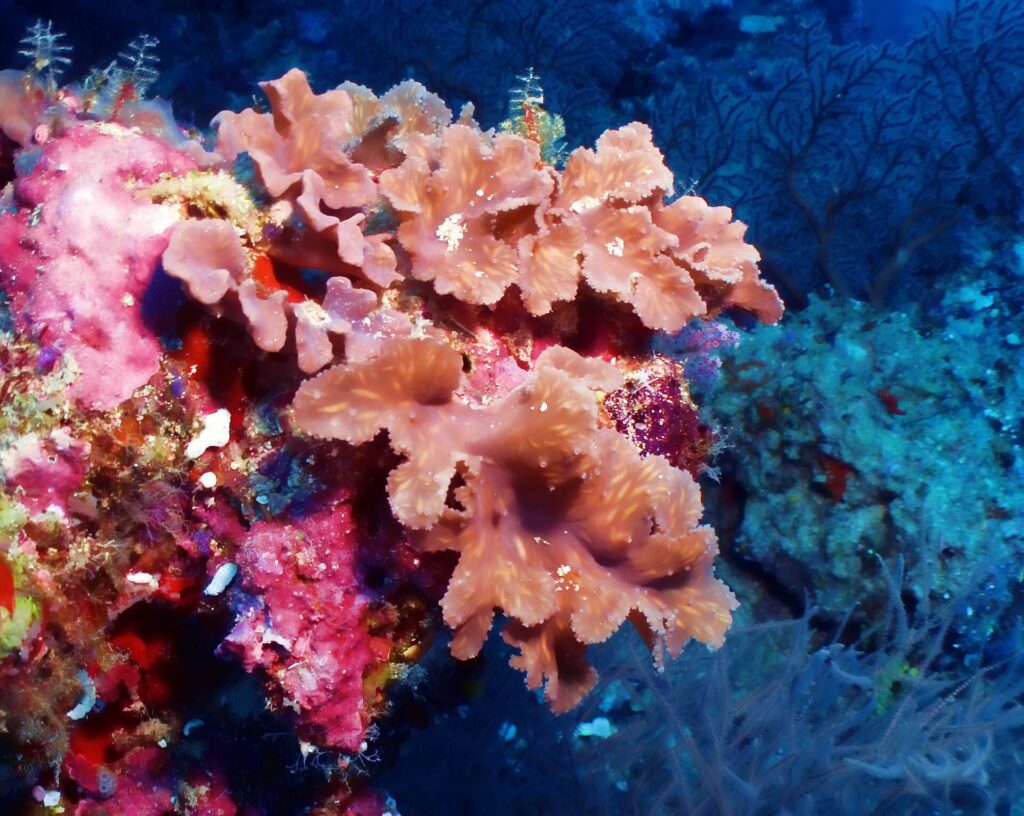 Corales blandos rosa salmón en hojas plisadas sobre una pared cubierta de coral incrustante rosa vivo, con el azul oscuro detrás