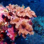 Corales blandos rosa salmón en hojas plisadas sobre una pared cubierta de coral incrustante rosa vivo, con el azul oscuro detrás